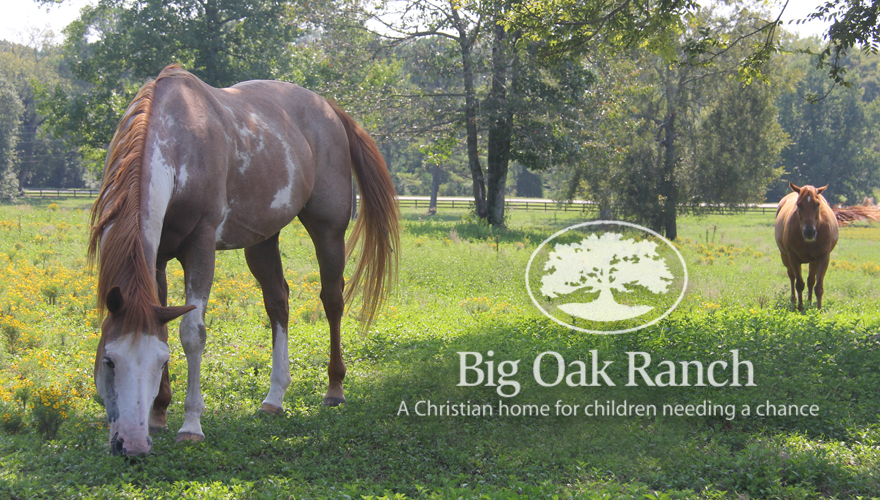 Big Oak Ranch Horse