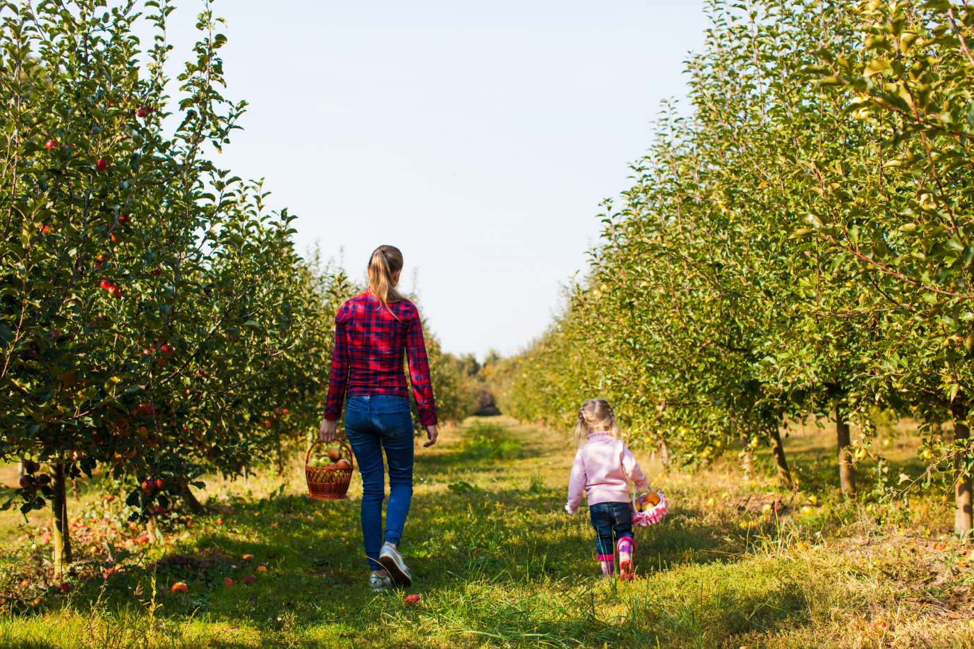 An apple orchard and other fun fall things to do near trussville oksix © 123rf