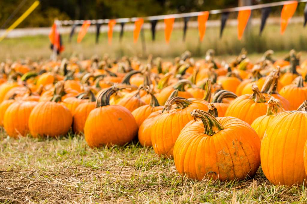 A pumpkin patch near Trussville arinahabich © 123rf